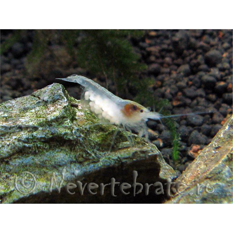 Creveti Snowball - imagine 3